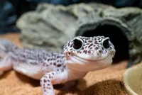 レオパ 初心者 飼えるって本当？